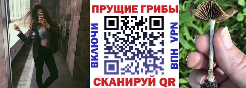 кракен зеркало  Бологое  Галлюциногенные грибы MAGIC MUSHROOMS 
